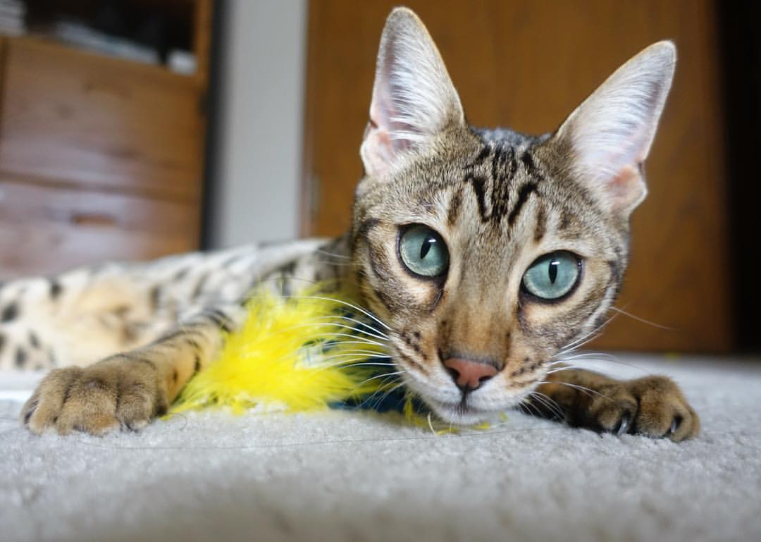 美国队未来发展:如何突破困境,打造多元化队员配置,美国队的优势项目