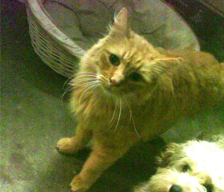 阿尔及利亚参加 FIBA Africa Cup 3×3 全胜首日开局,阿尔及利亚杯ds