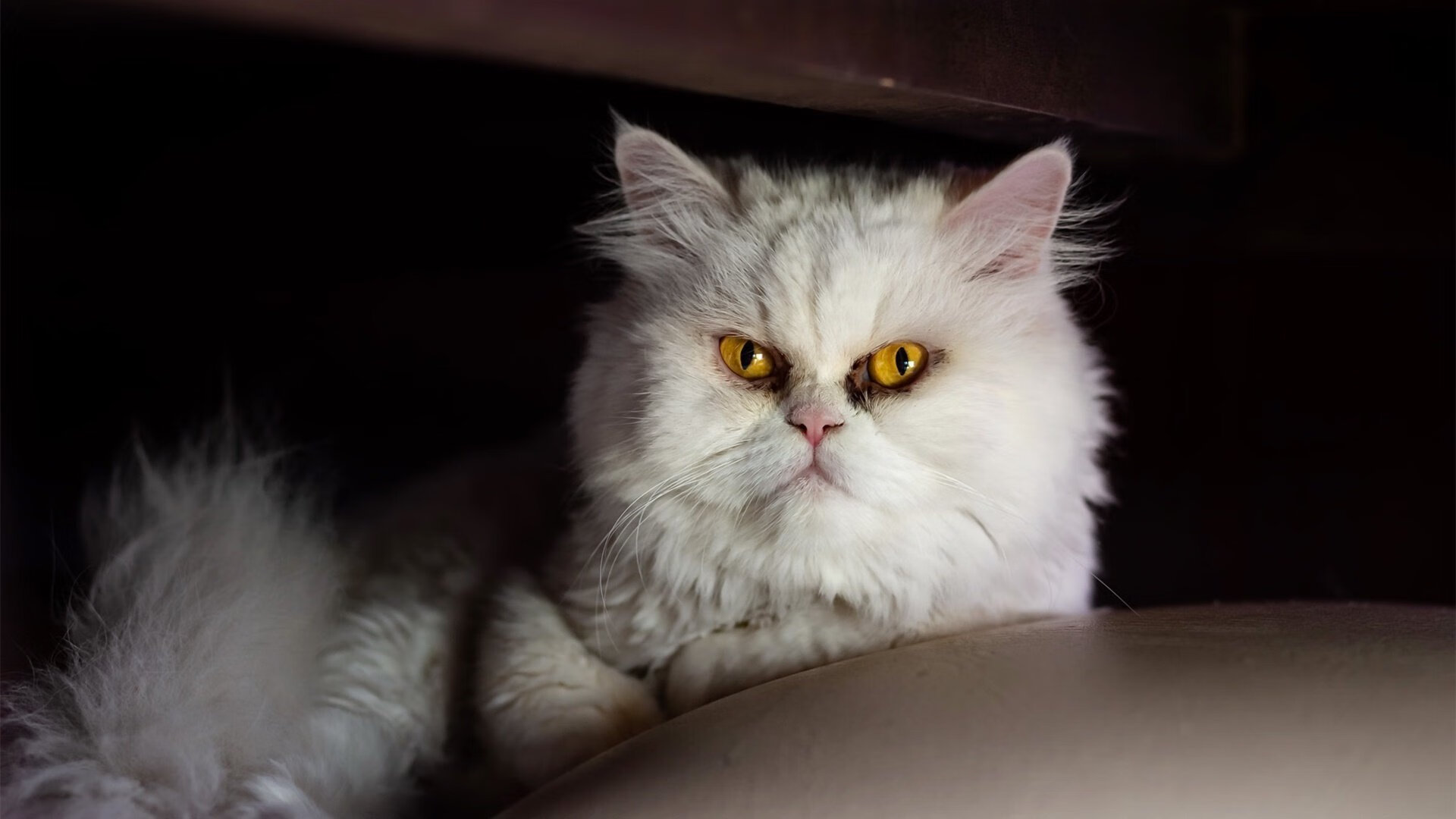 中超外援平均年龄下降球队更重视潜力和适应性,中超外援年薪