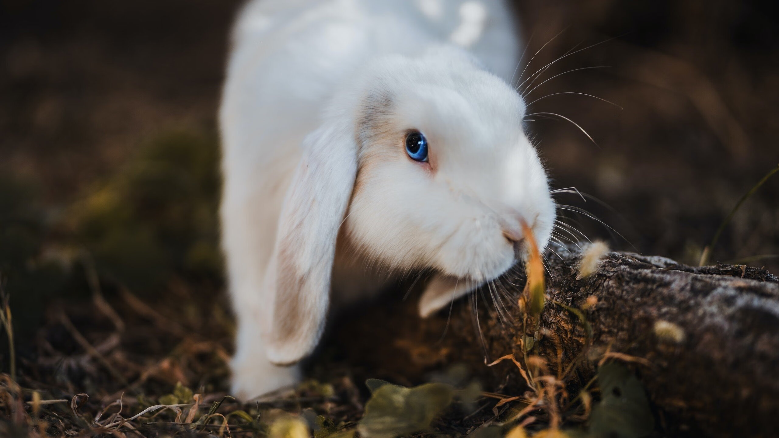 乌干达女篮在非洲锦标赛中激烈角逐,期待新突破,非洲国家乌干达