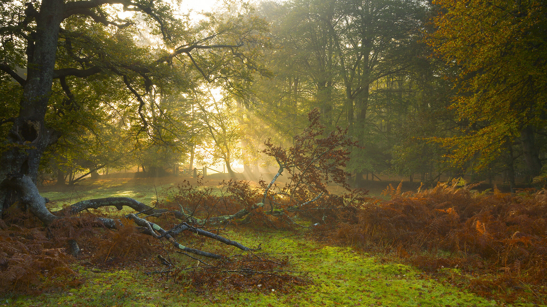 拉脱维亚男篮在欧洲预选赛中表现出色,迈出关键一步