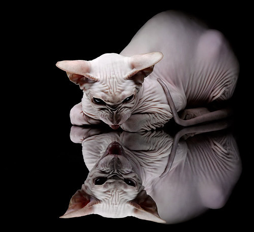 混合泳赛事波兰选手全面发挥,波兰田径混合