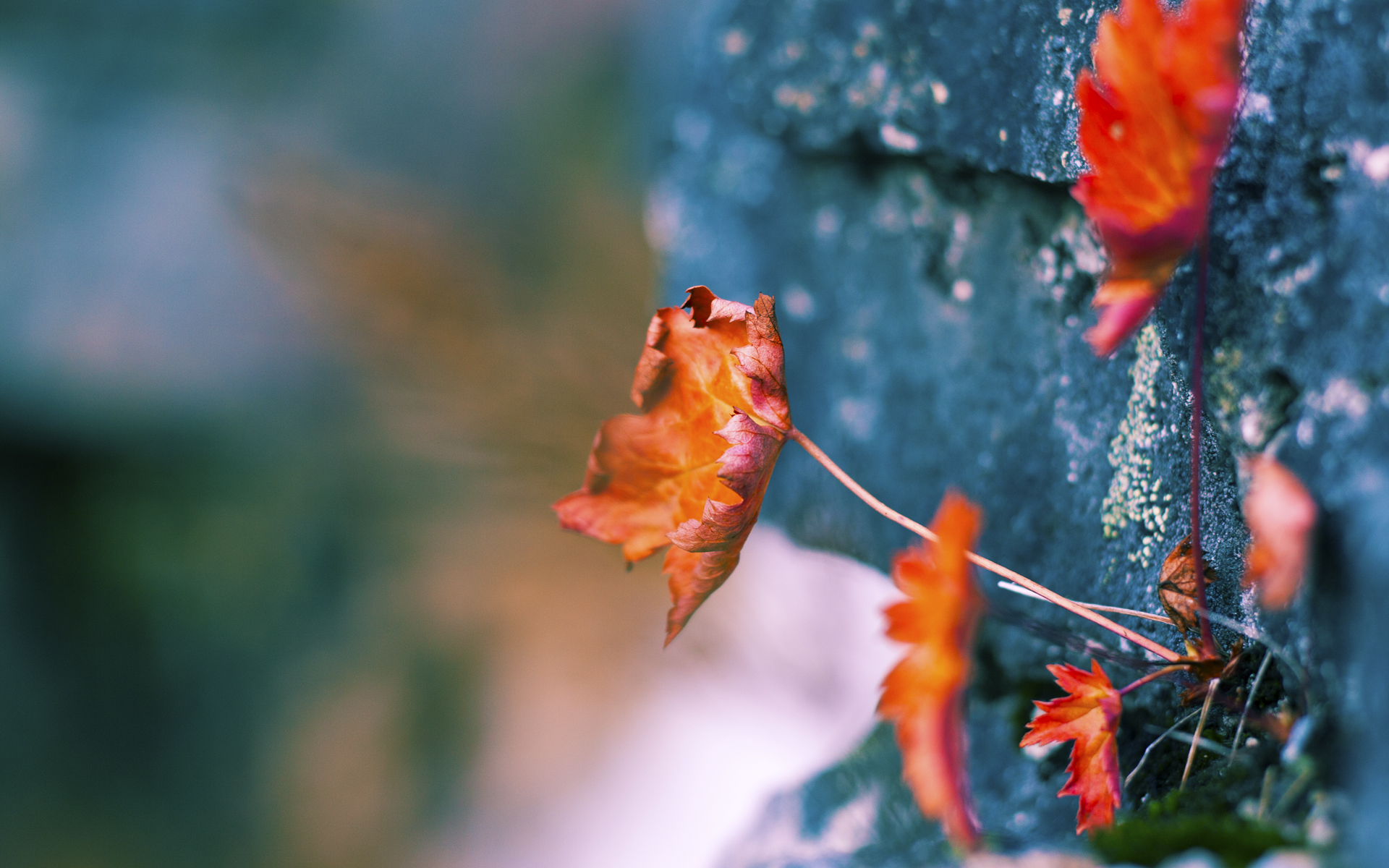 羽毛球世锦赛国羽多线夺冠，羽毛球 世锦赛