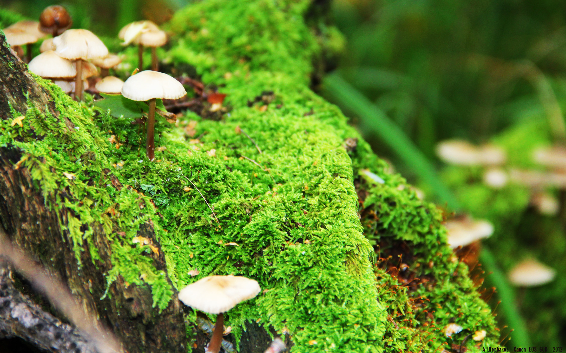 苏炳添飞人赛摘银仅差百分之一，苏炳添亮相百米飞人赛