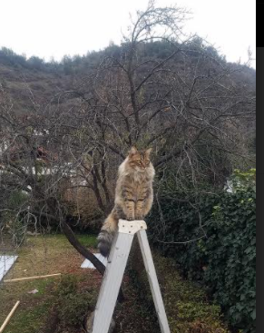 西甲绝妙进球：精彩破门瞬间令人振奋！，西甲进球榜最新排名